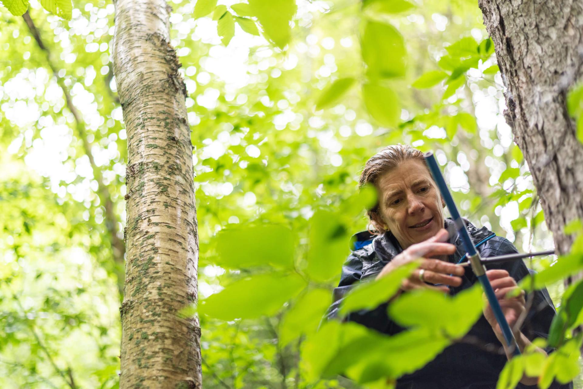 A researcher inspects trees and leaves in a forest