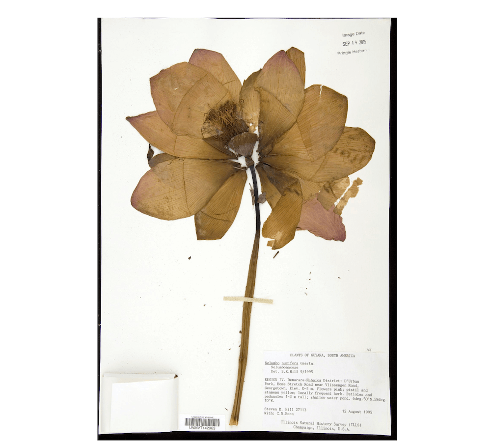 Lotus flower specimen