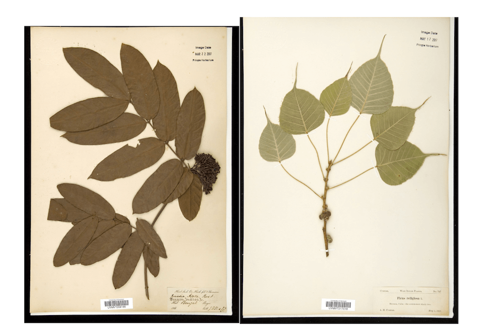 Specimens collected from India and Cuba