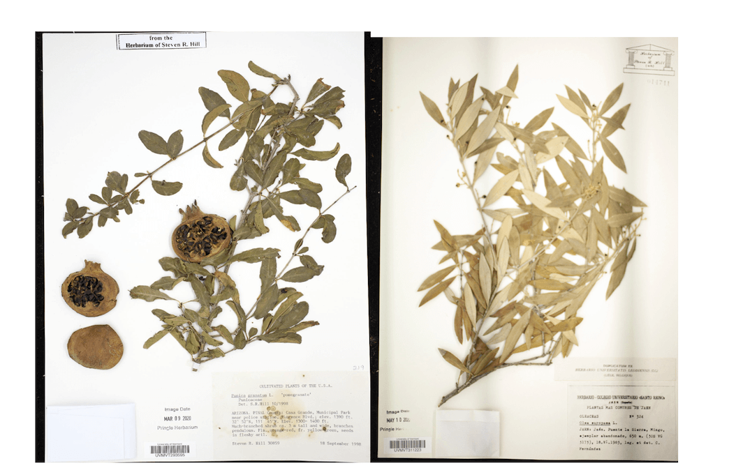 Dried specimen of pomegranate and olive