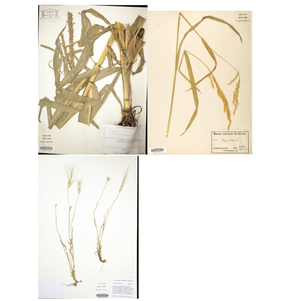 Images of dried plants