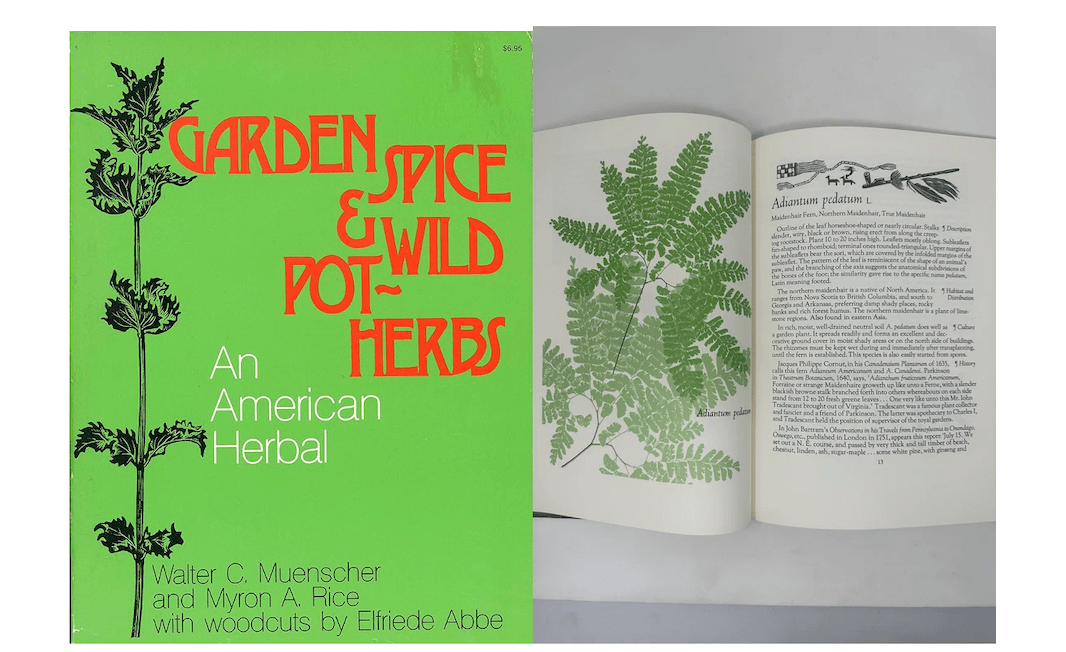 Book cover and open book pages