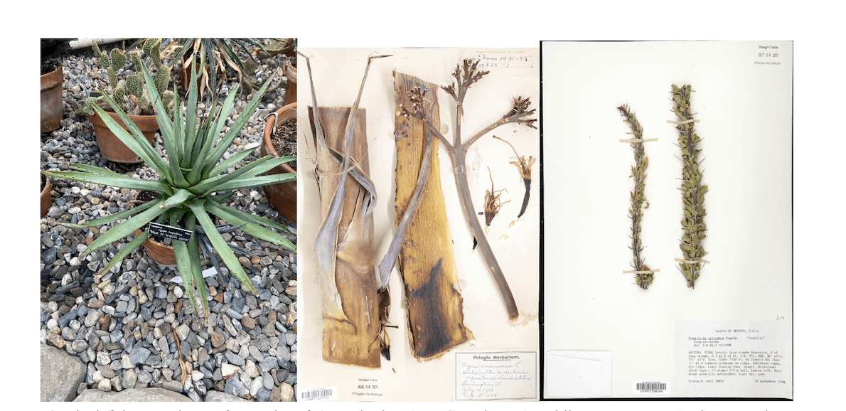 desert plant living and dried specimens