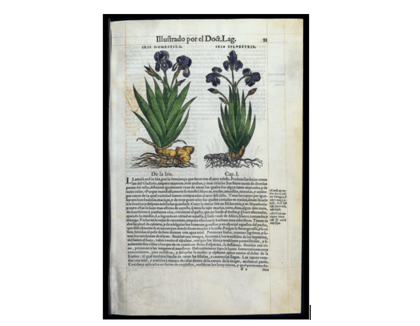Ethnobotany Books Pages