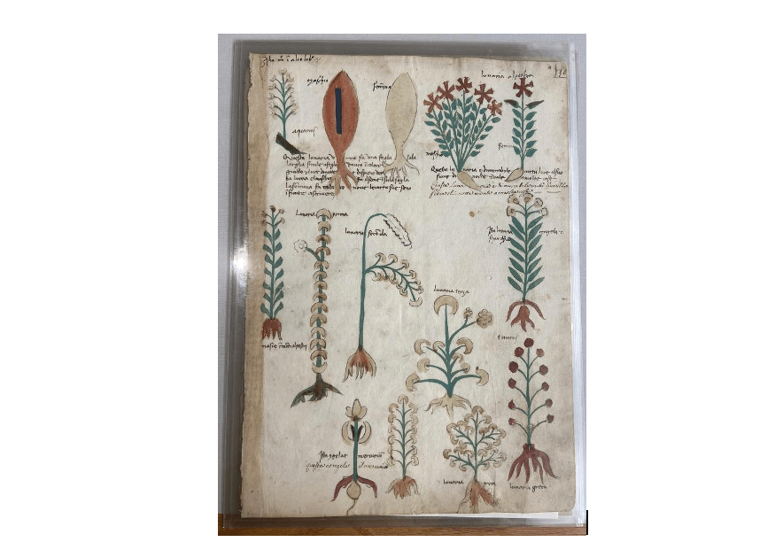 Drawings from Ethnobotany book