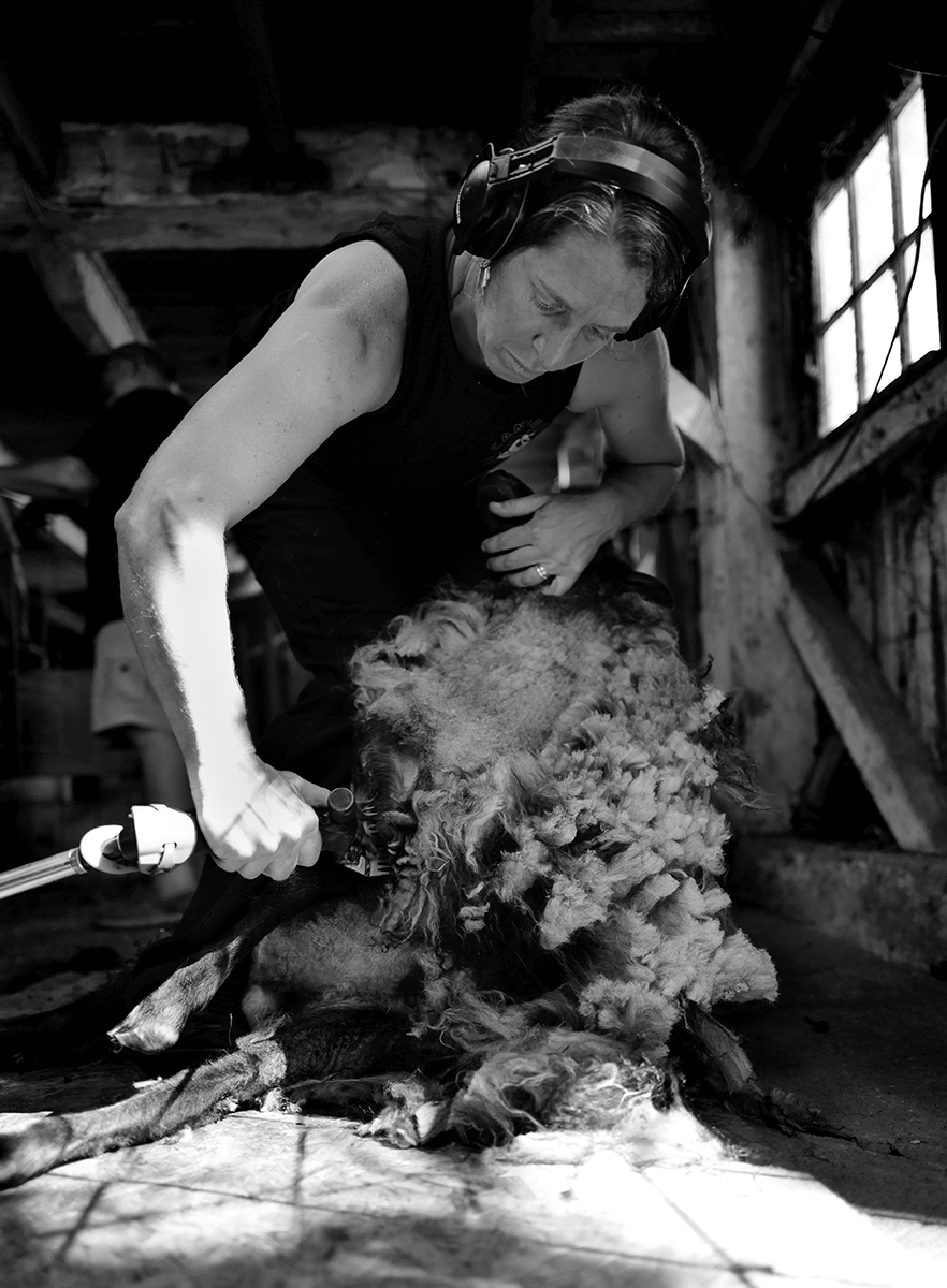 Black and white photograph of a women with headphones on as she concentrates on shearing a sheep.