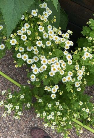 Flowers from Jeffords Garden