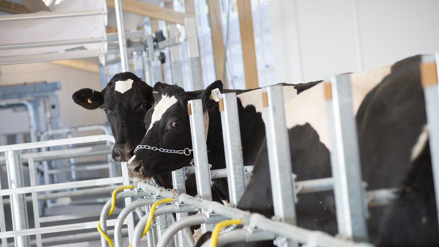 black and white cows stand in pens