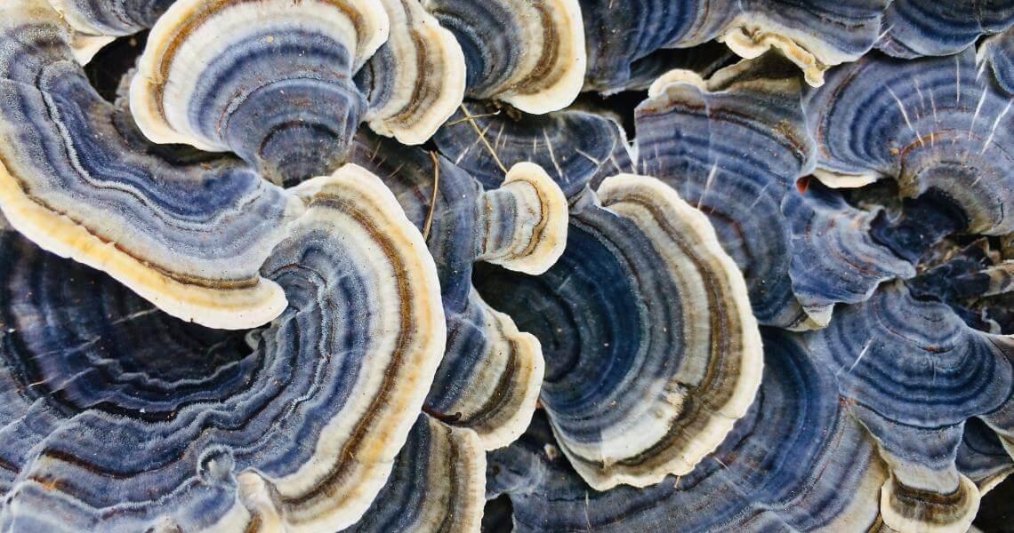 turkey-tail-mushroom