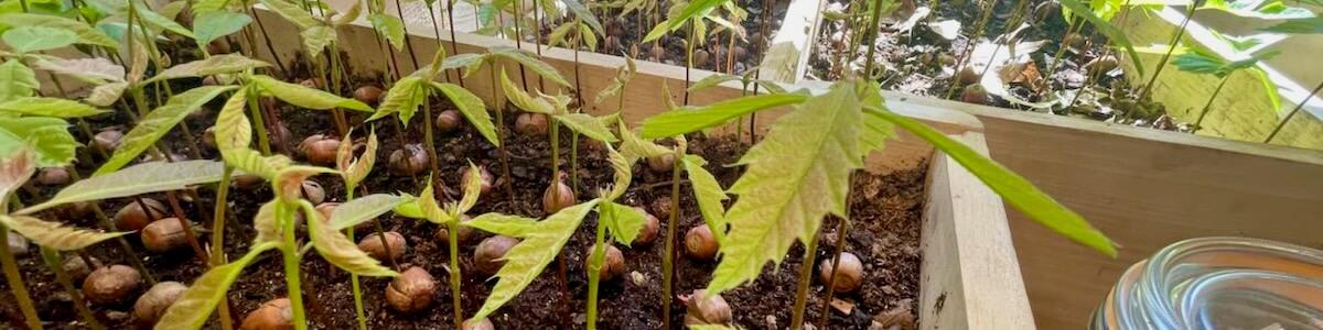 oak seedlings