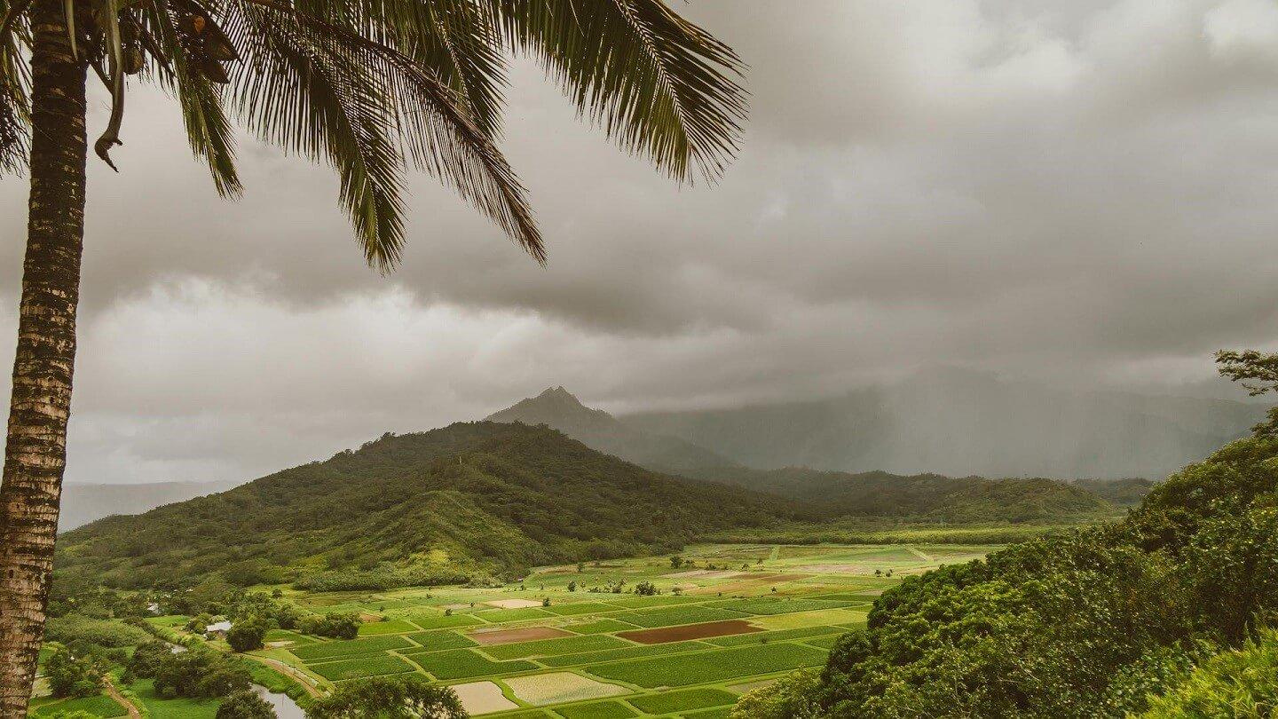 green agricultural fields surrounded by lush green mountains, with cloudy skies and fog, and a palm tree in the foreground