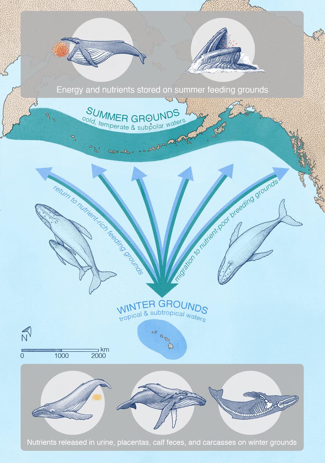 diagram of whales moving nutrients from Alaska to Hawaii