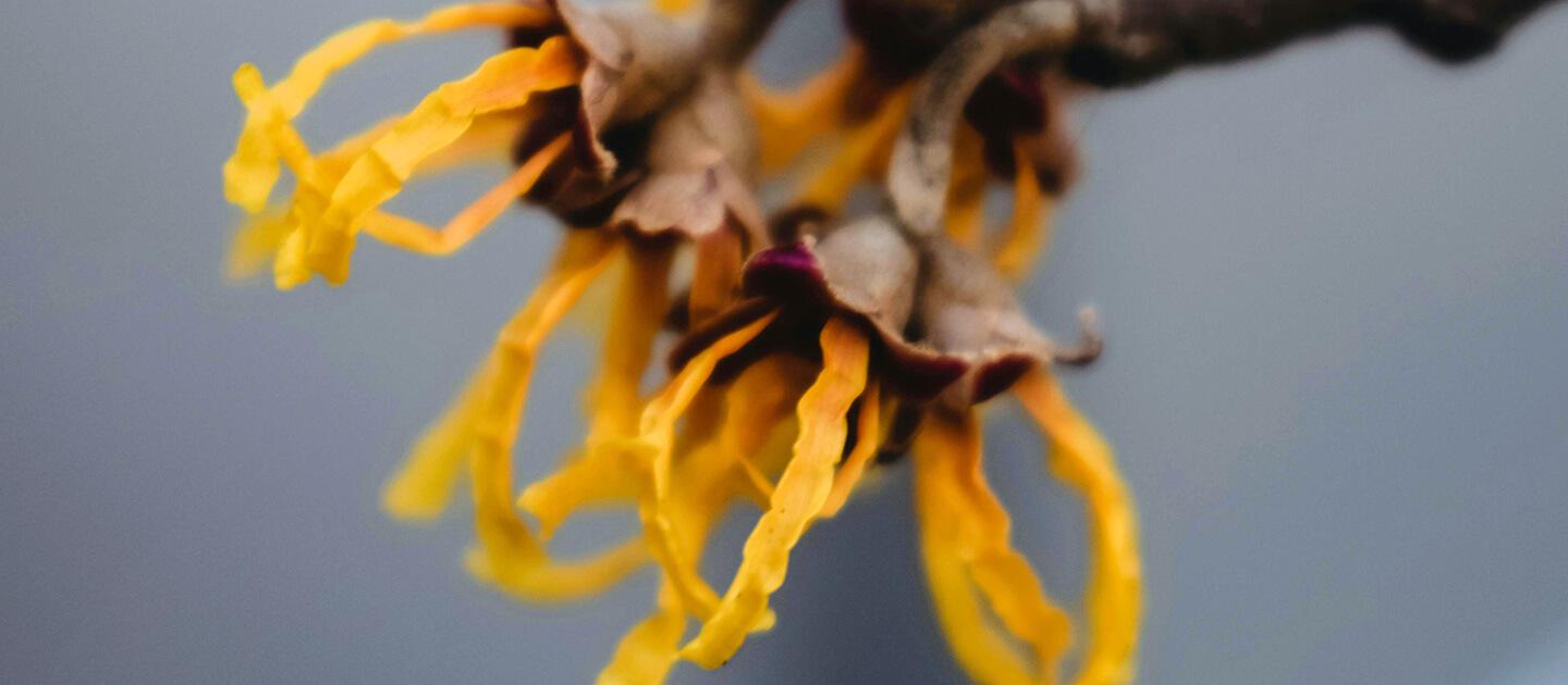 close up of a witch hazel bloom