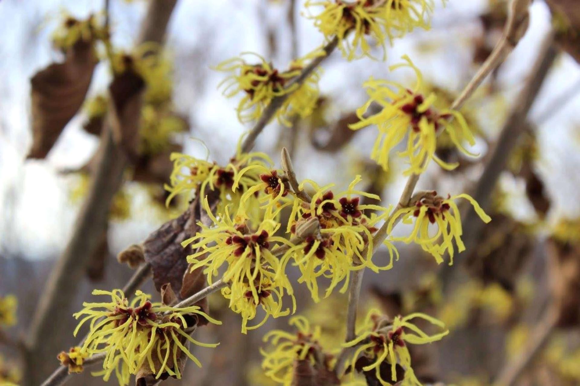 witch hazel blooms