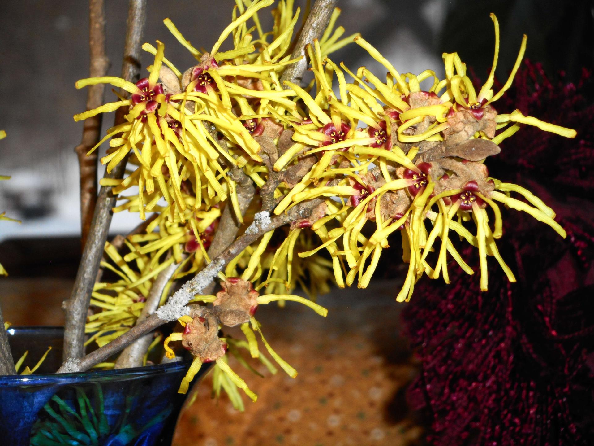 witch hazel blooms