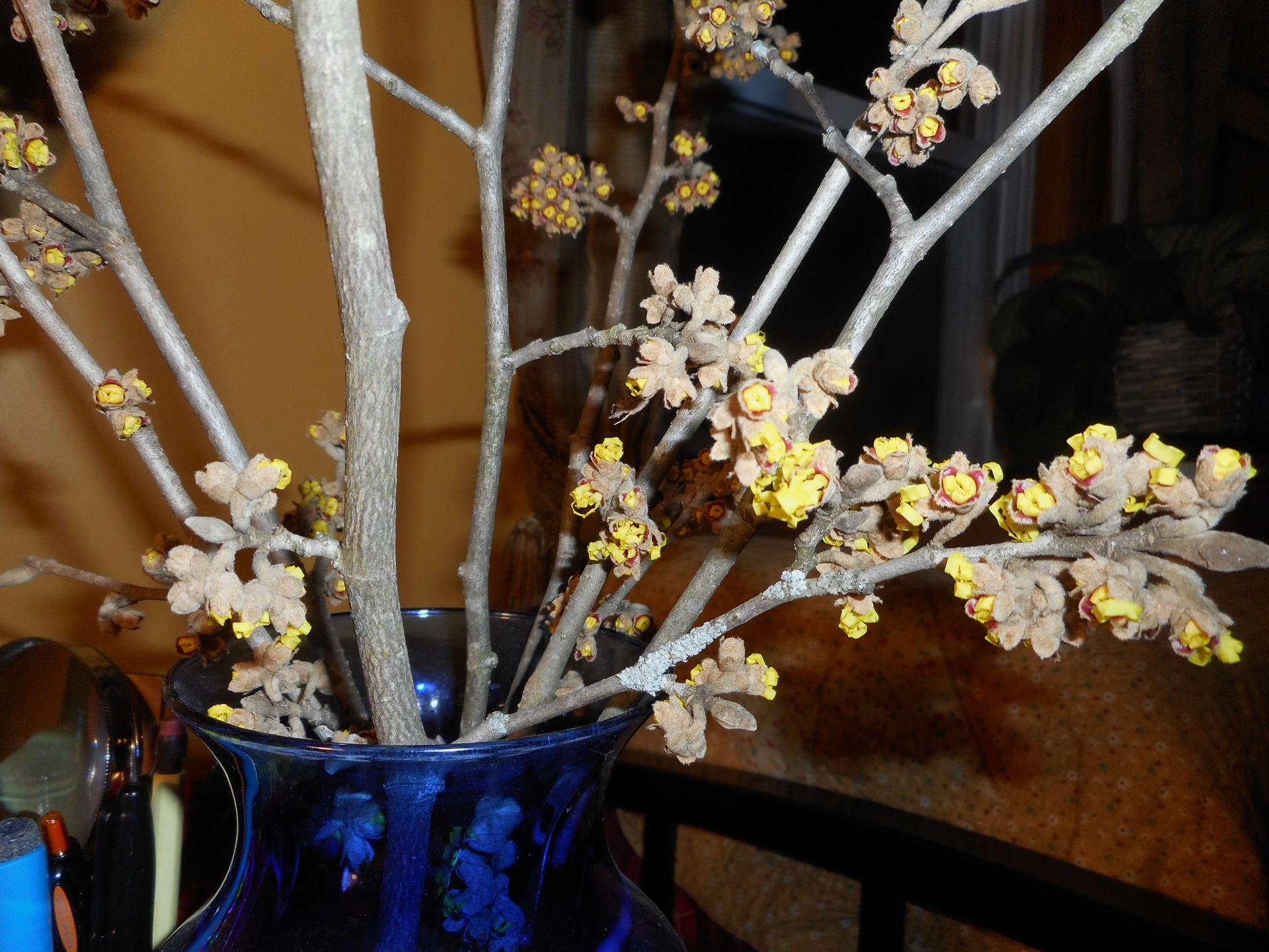 witch hazel buds