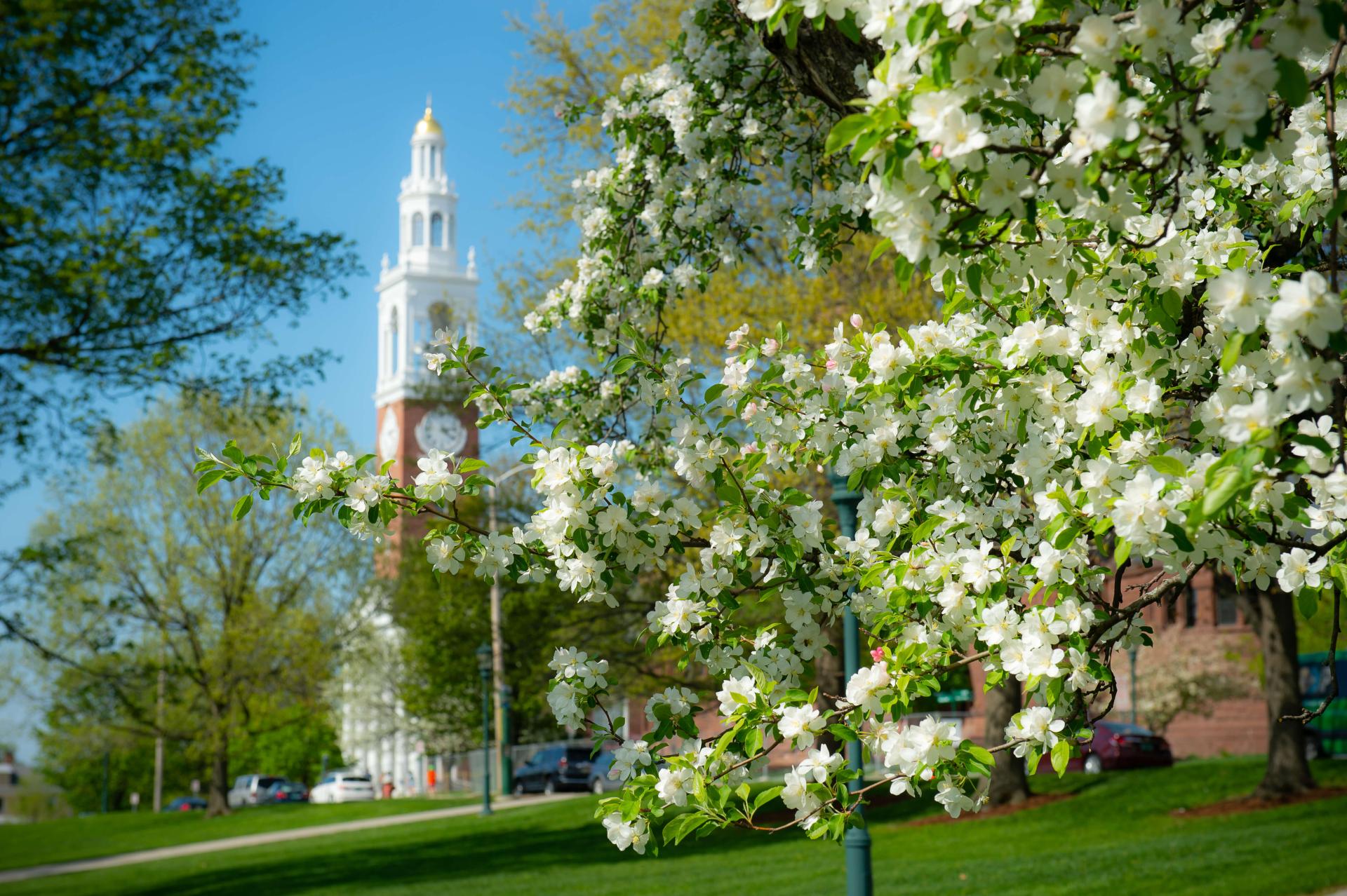 An image of flowers in spring with the Ira Allen Chapel in the background
