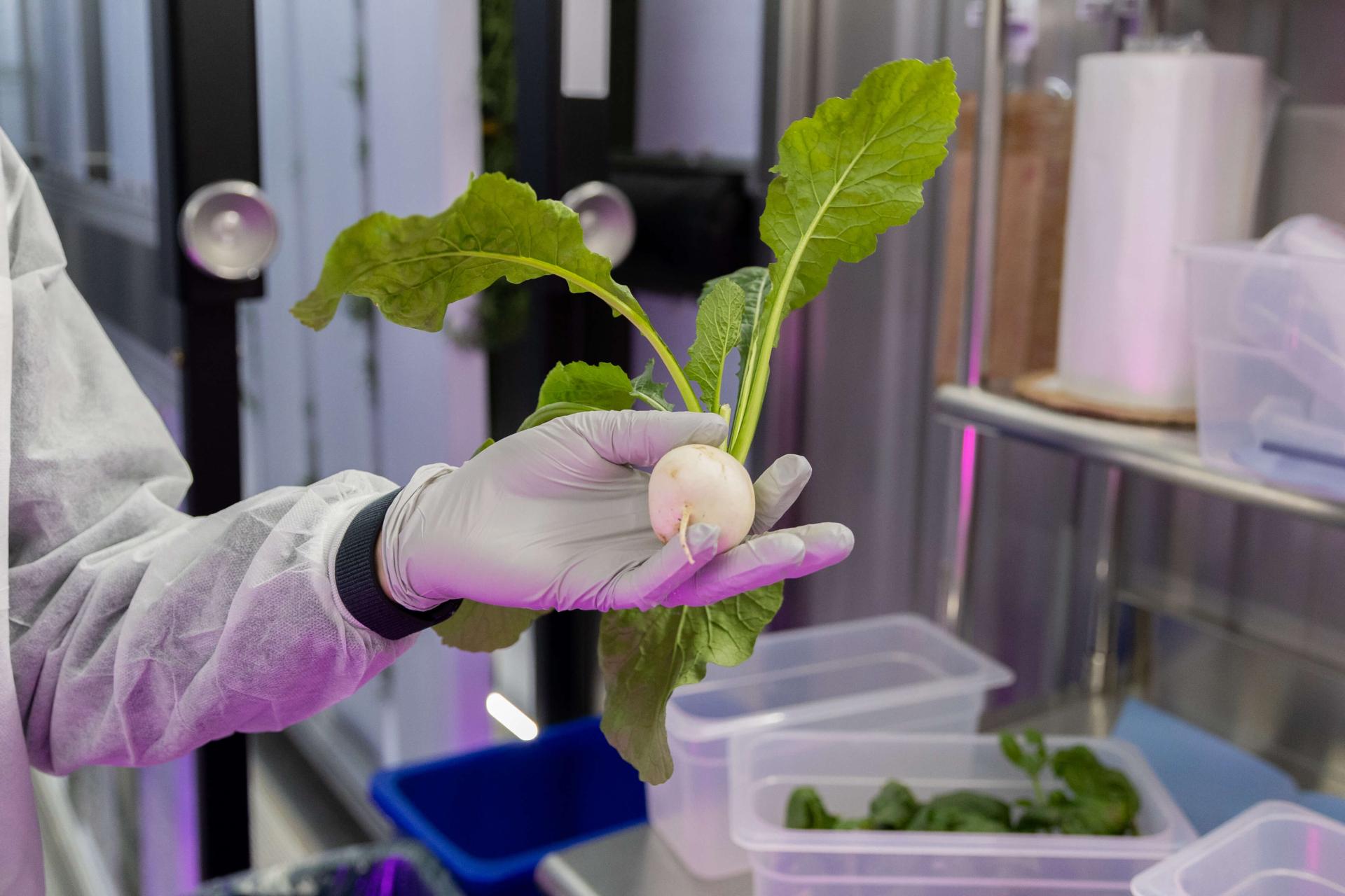 Container farm grown root crop