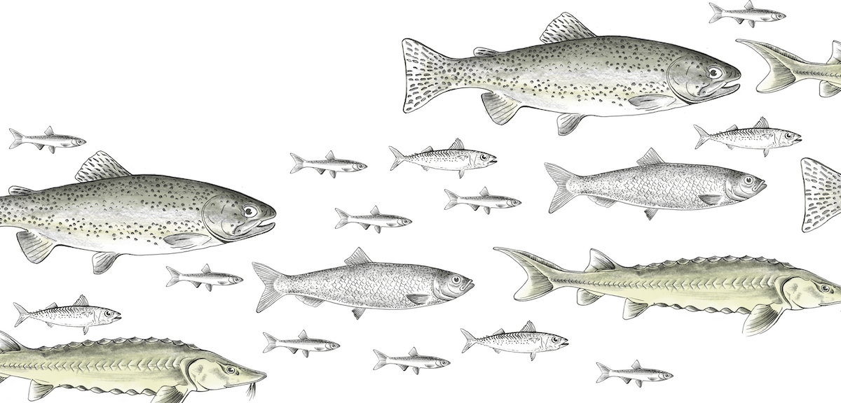 drawing of fish swimming against white background