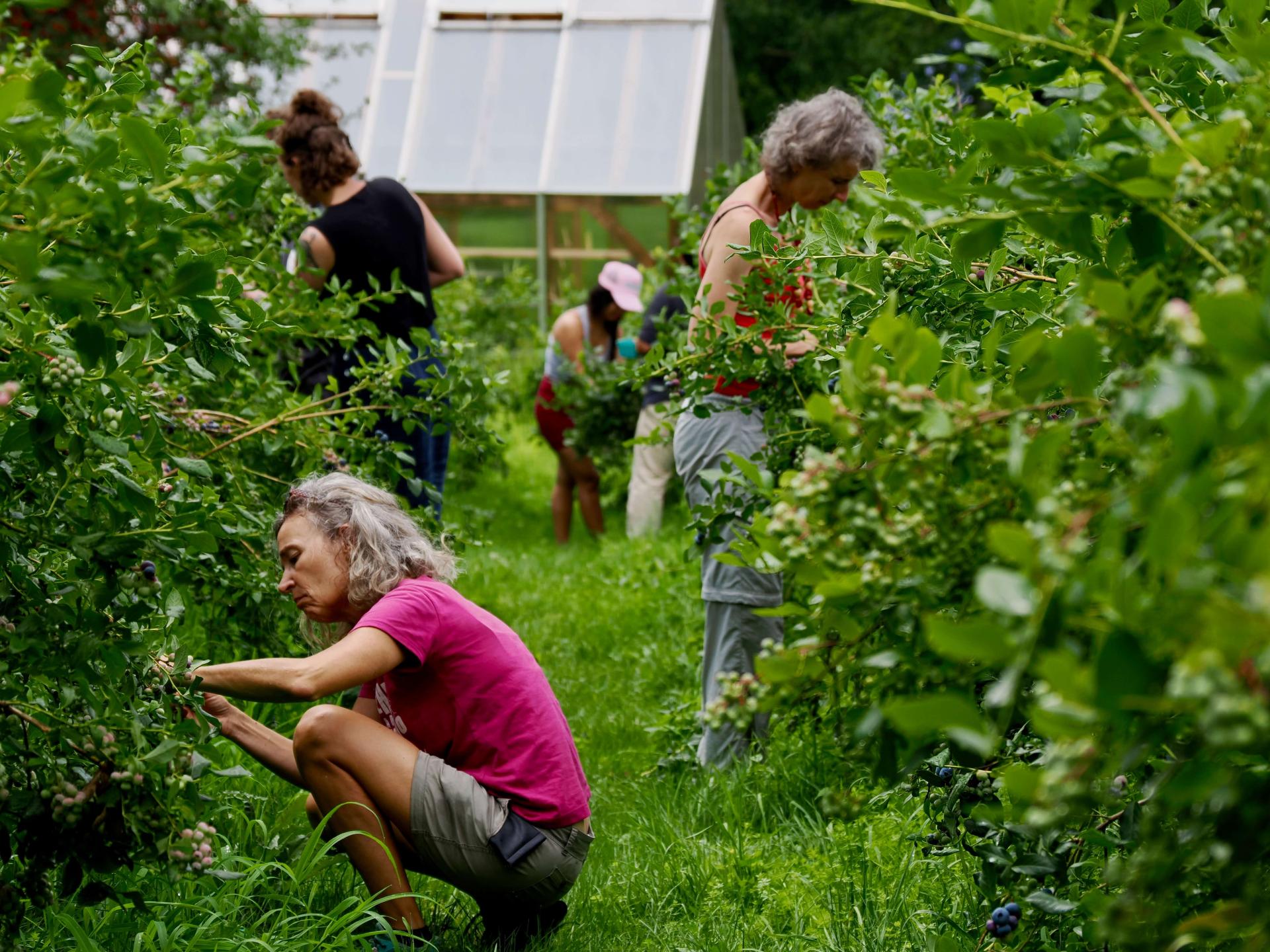 Claire Lamine picking blueberries at Knoll Farm