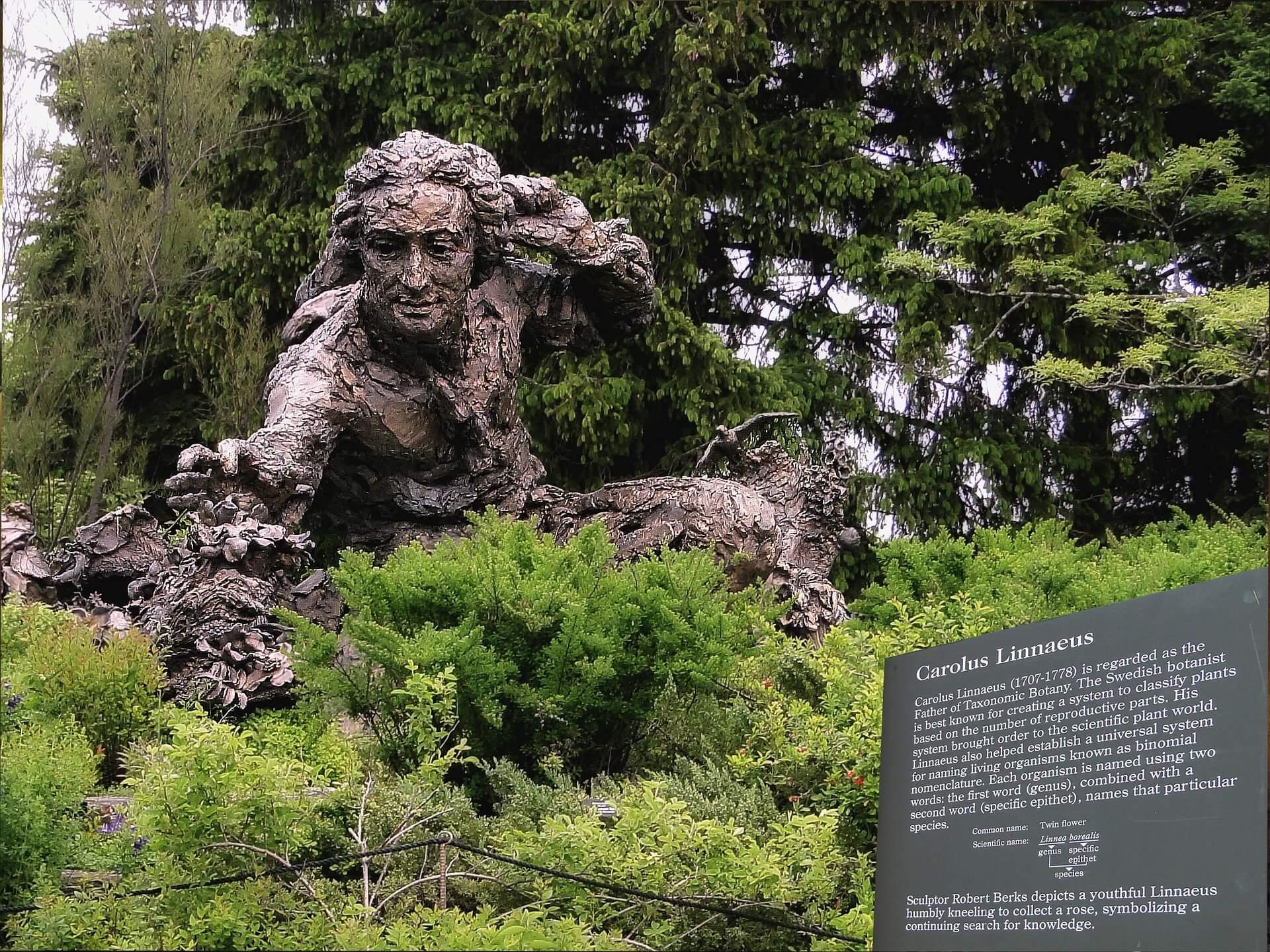 statue of Carl Linnaeus in a garden