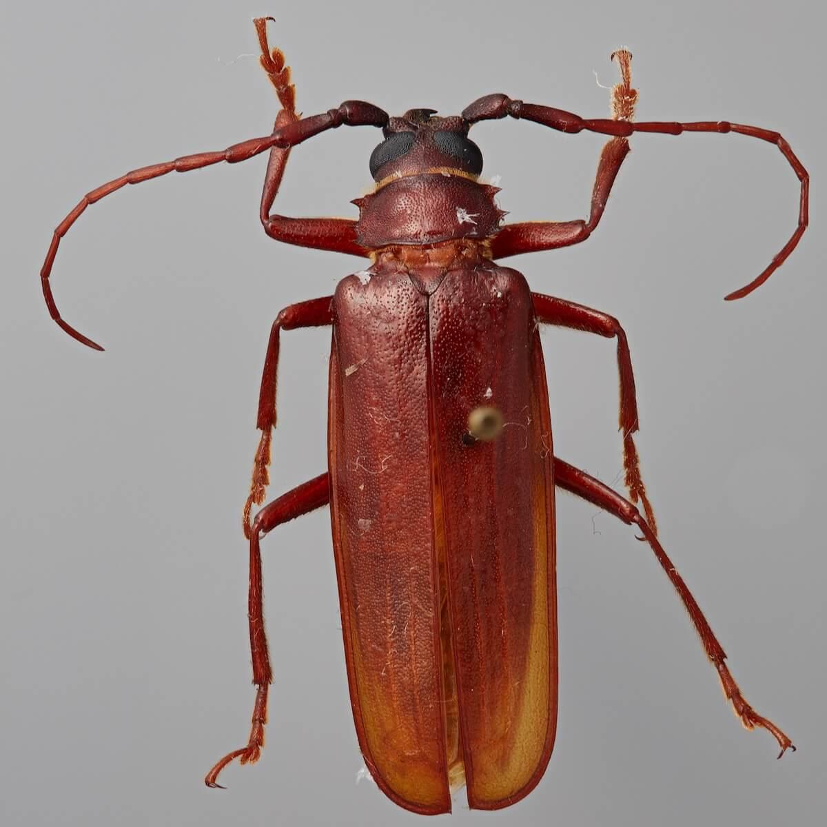 a large reddish-brown pinned beetle specimen with long antennae