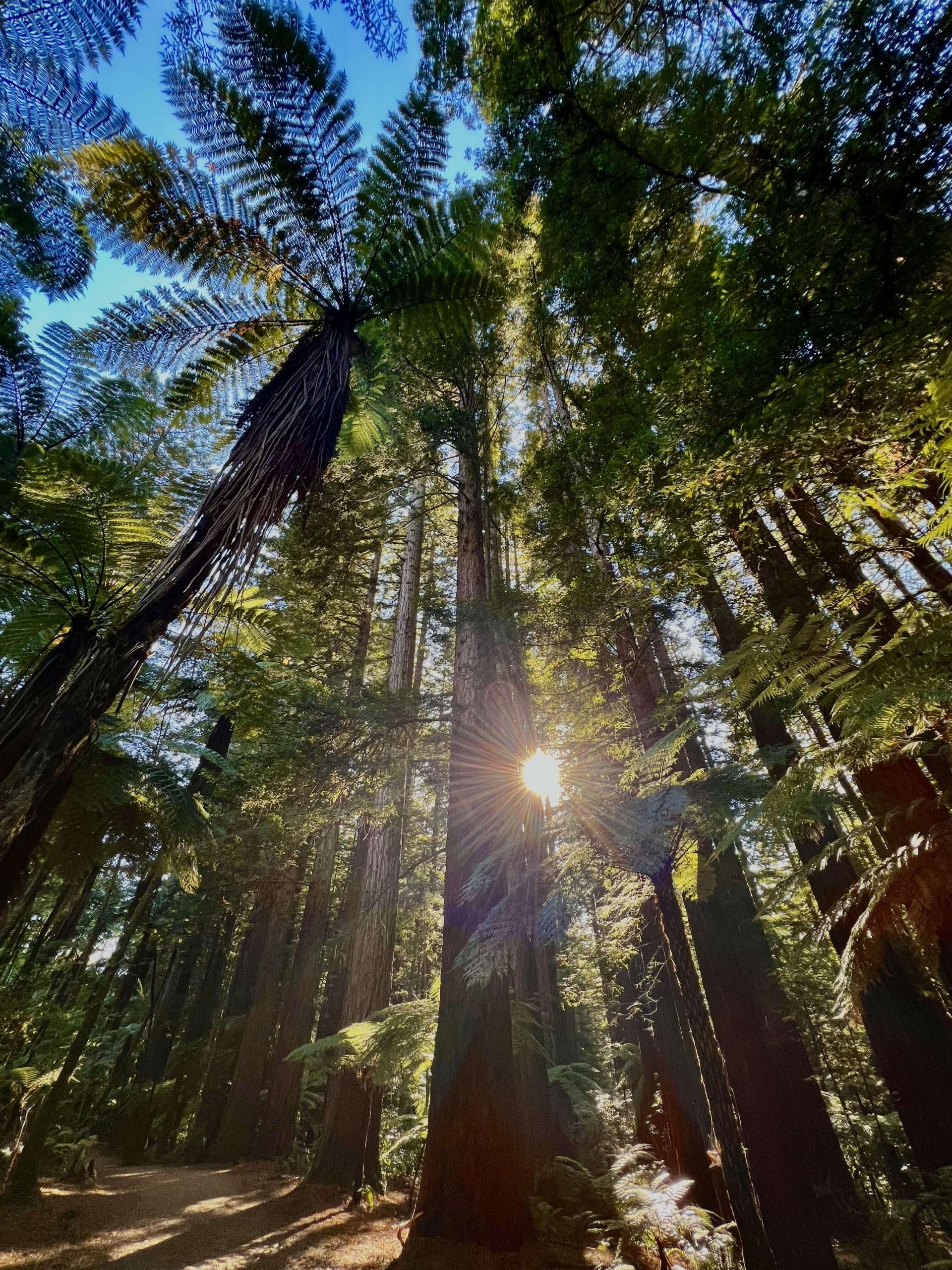 Sun shining through trees in New Zealand. Photo Credit: Garett Ward