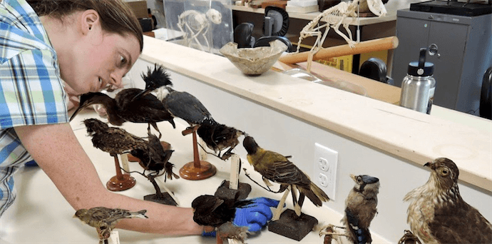 a woman with latex gloves on examines a set of mounted bird specimens