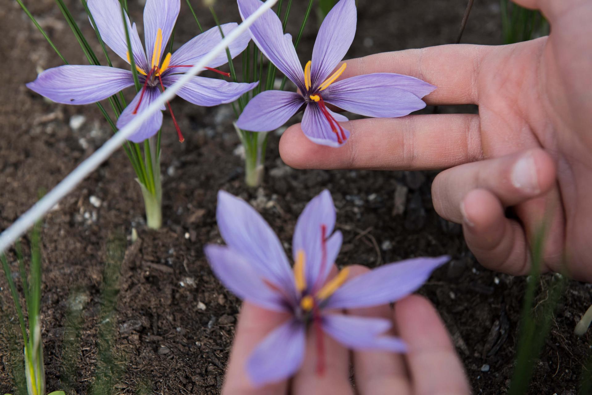 A picture of hands touching saffron flowers