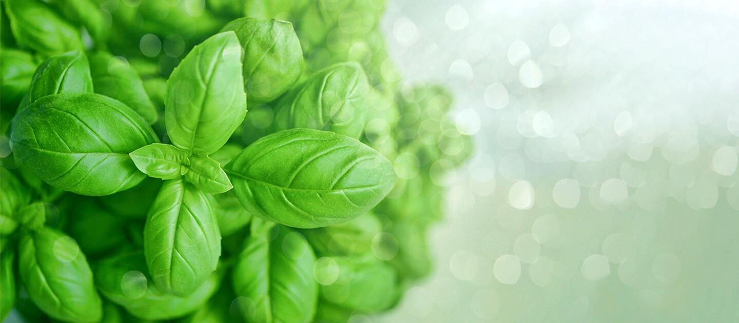 basil leaves