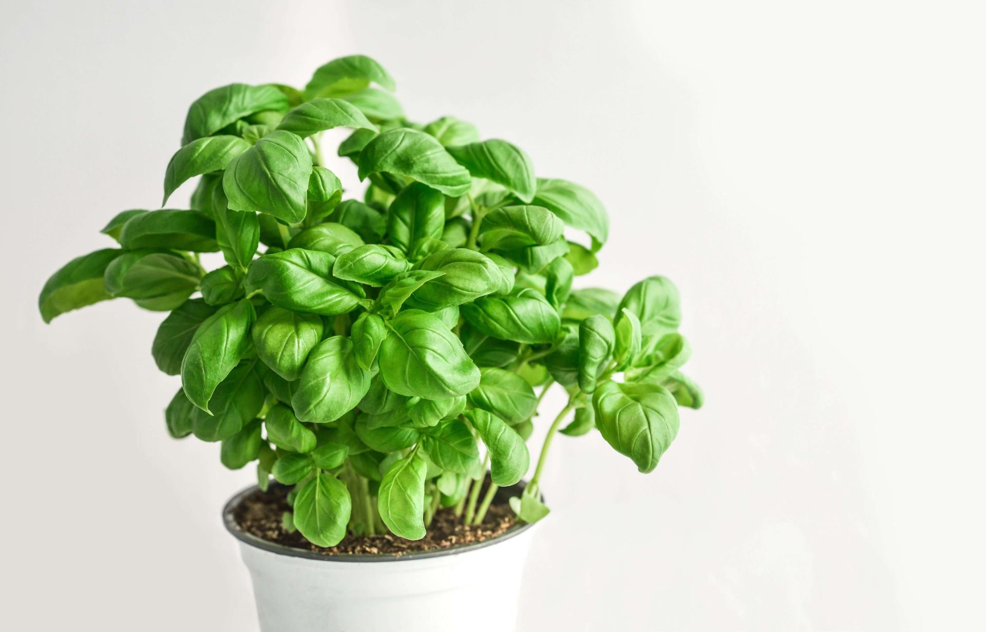 a potted basil plant