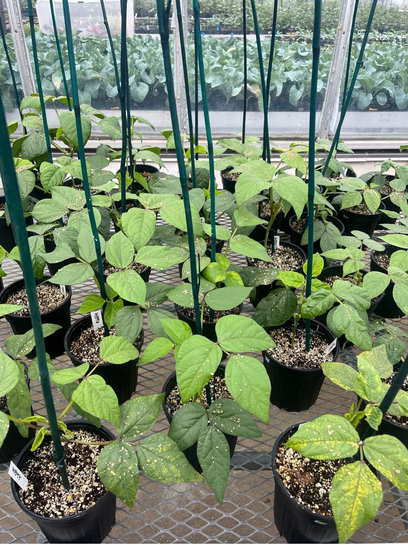 Mung bean in the greenhouse at UVM winter 2025.