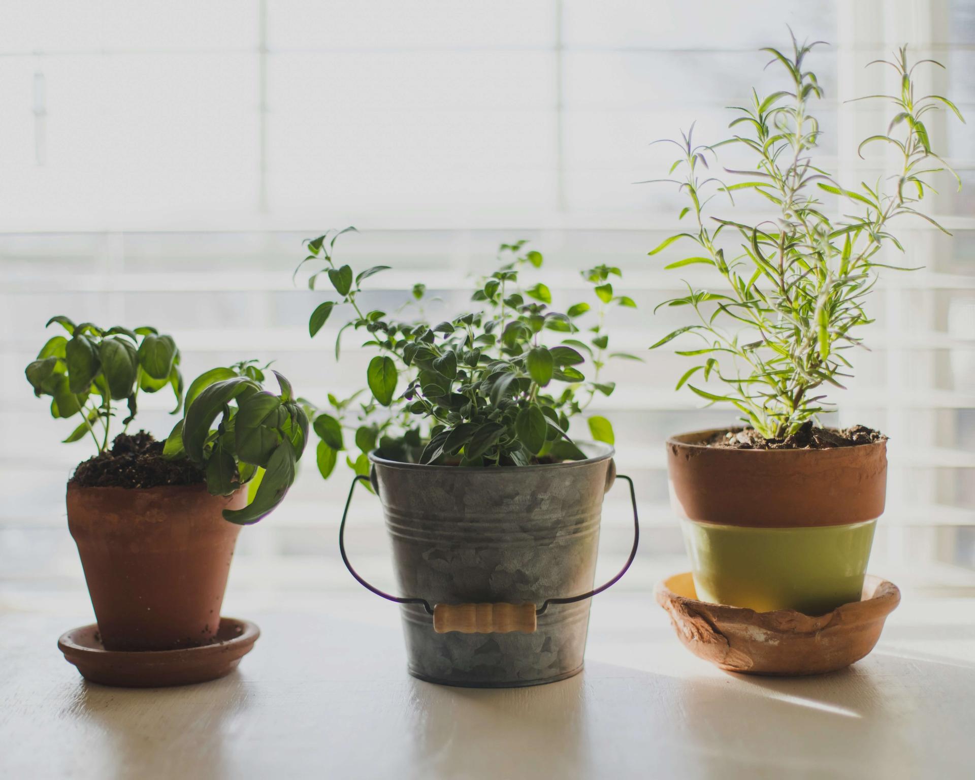 three potted herb plants