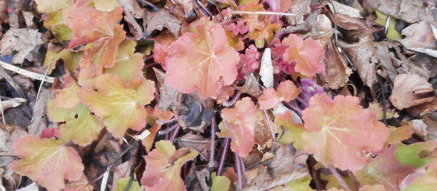 heuchera plant amidst dead leaves