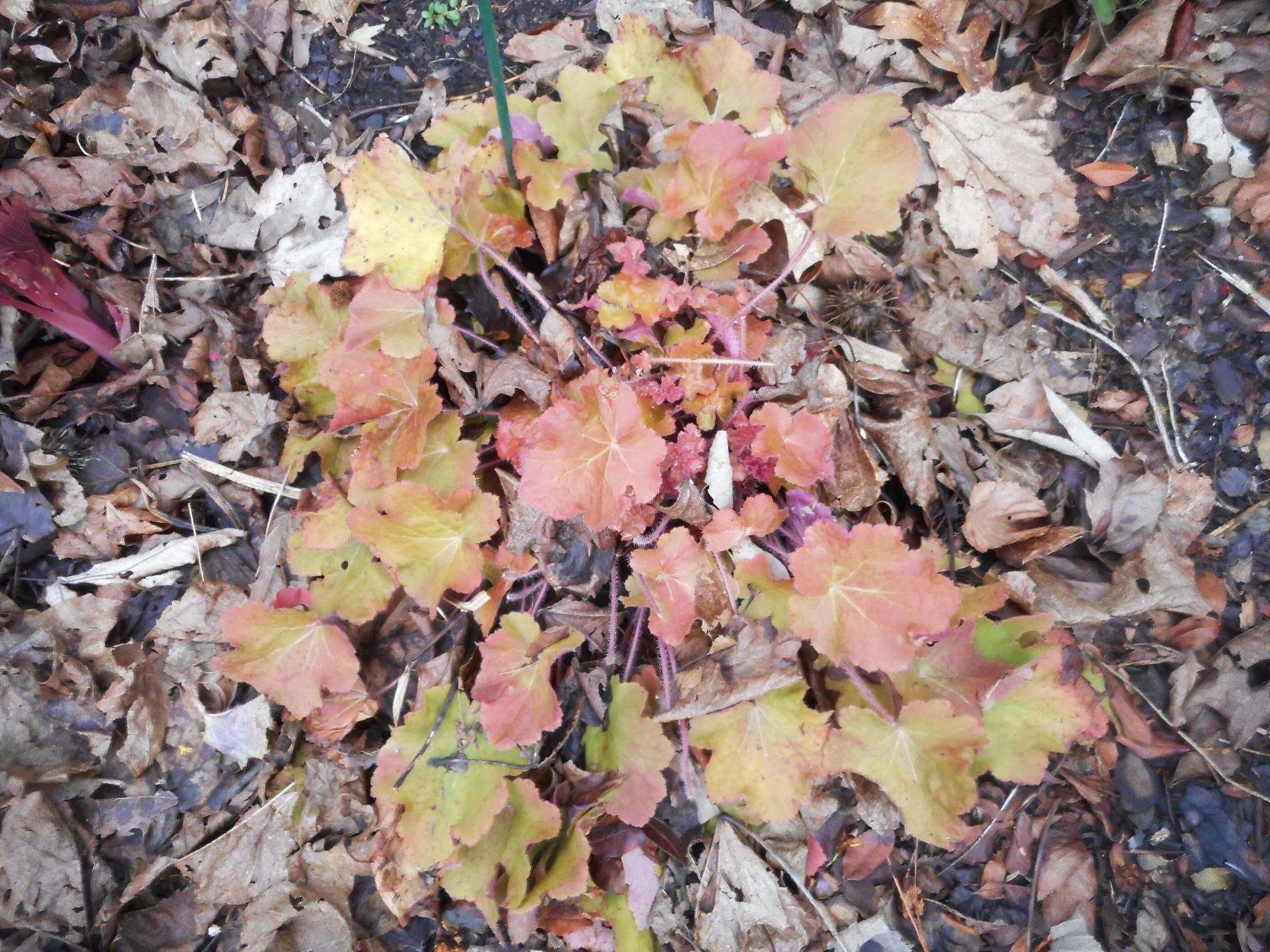 heuchera plant amidst dead leaves