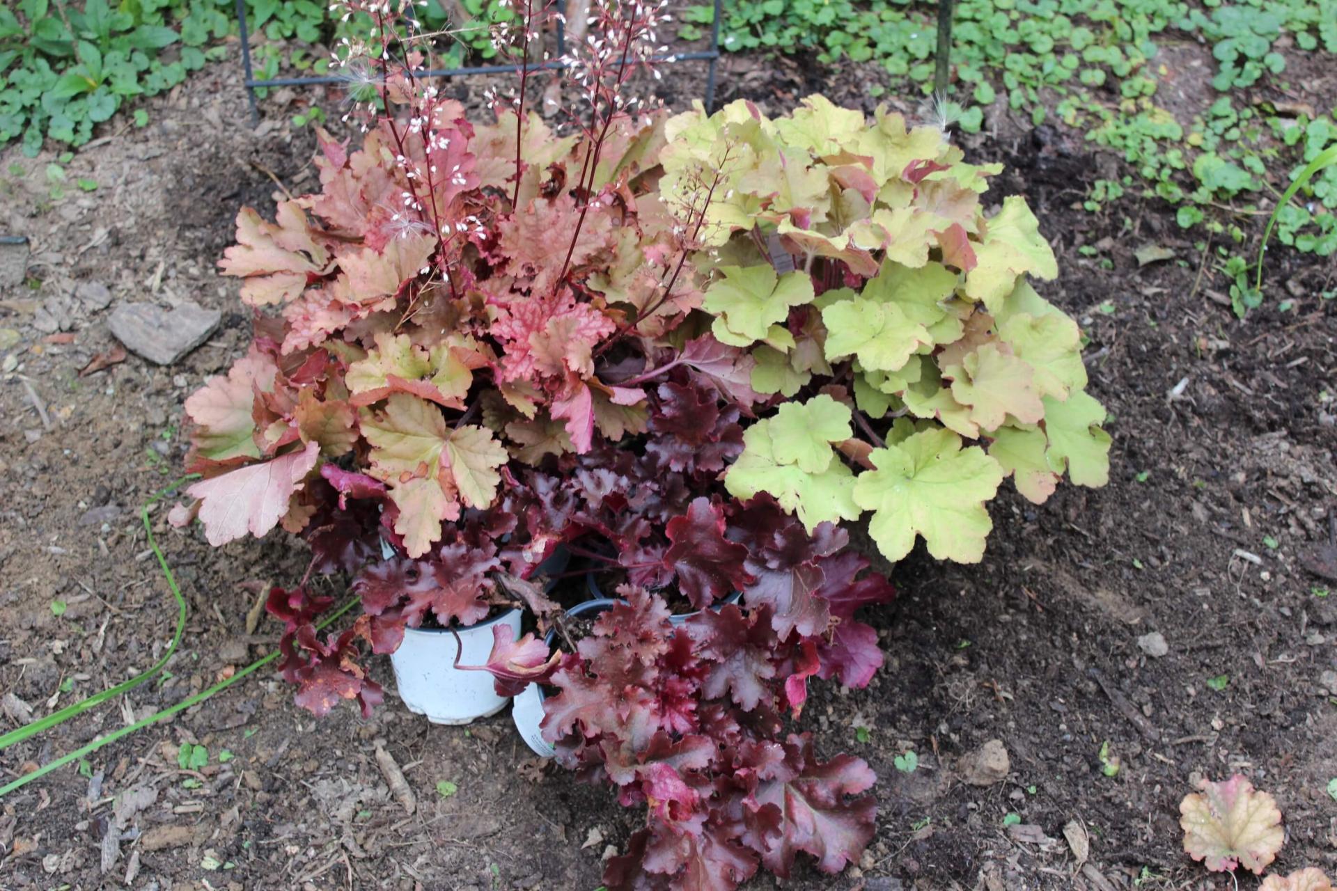 heuchera plants