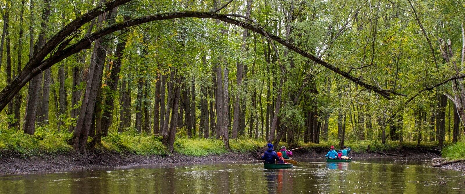 kayakers in colorful jackets paddle under a branch arching over a river surrounded by spring green trees