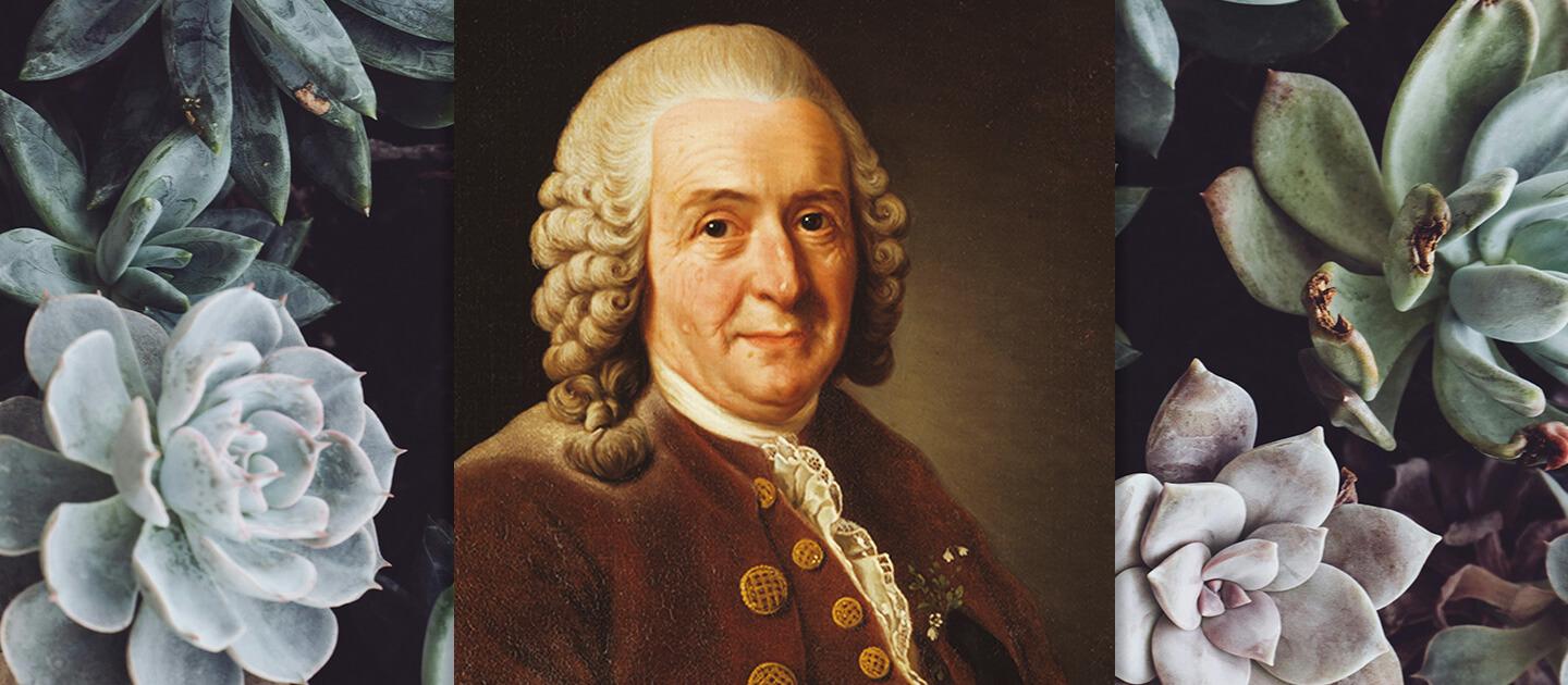a portrait of Carl Linnaeus on top of a picture of some plants