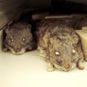 mouse specimens look out through sightless eye holes
