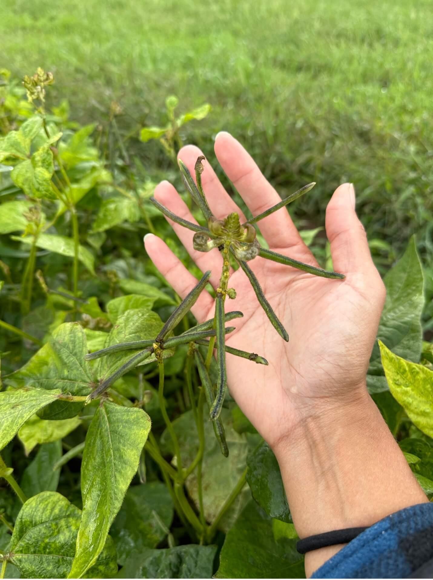 Mung bean pods in the field at UVM 2024 HREC.