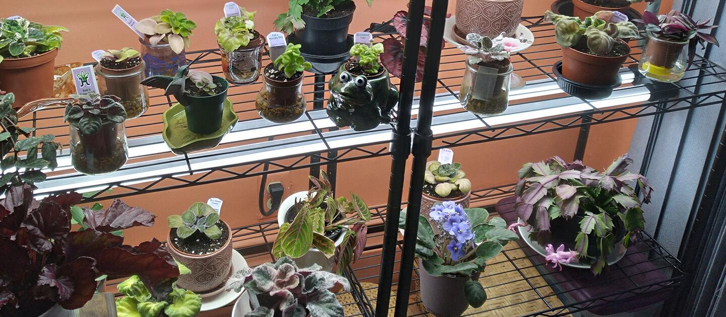plant stand with several potted plants on it