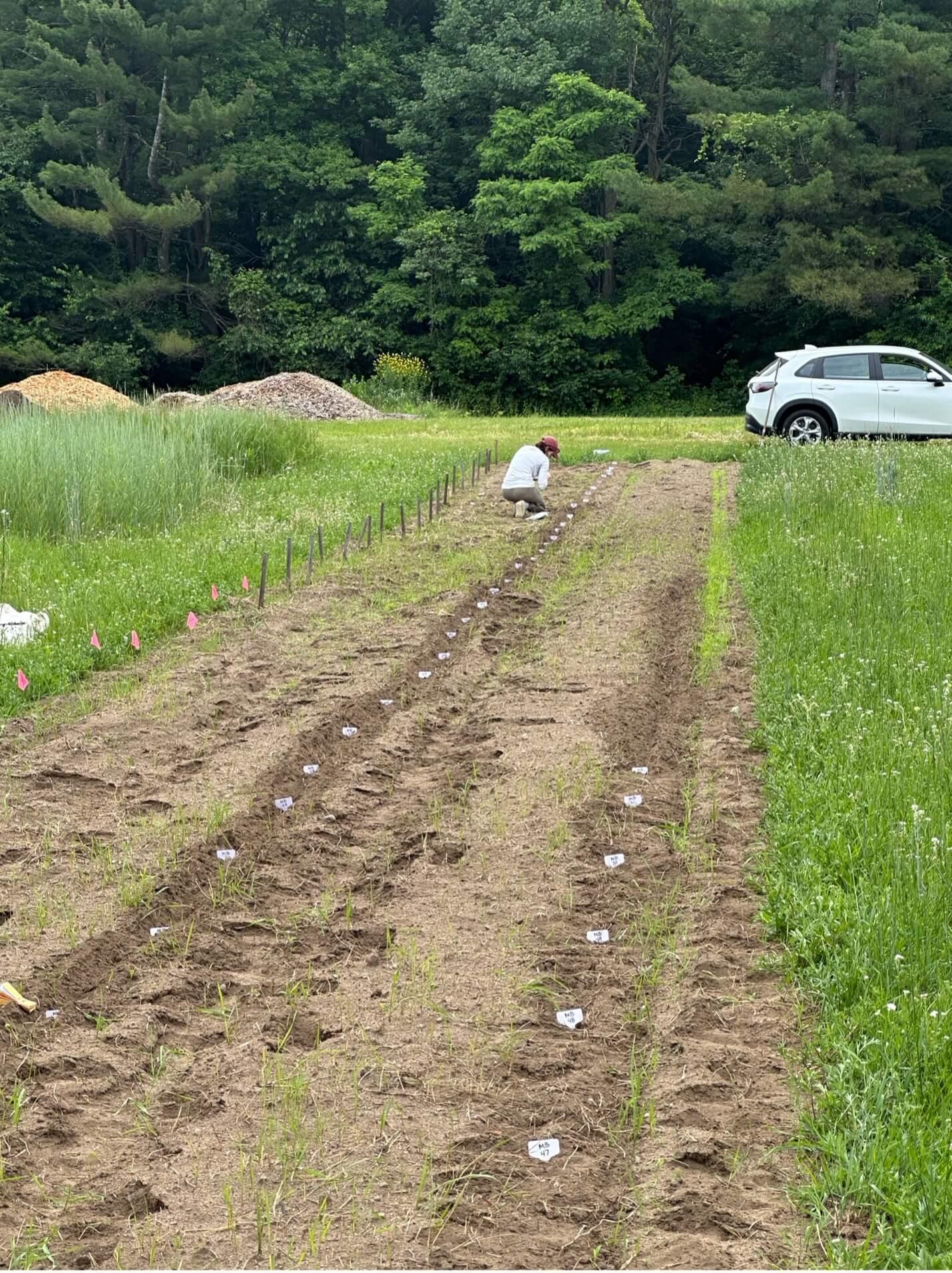 Planting mung bean summer 2024 at HREC.