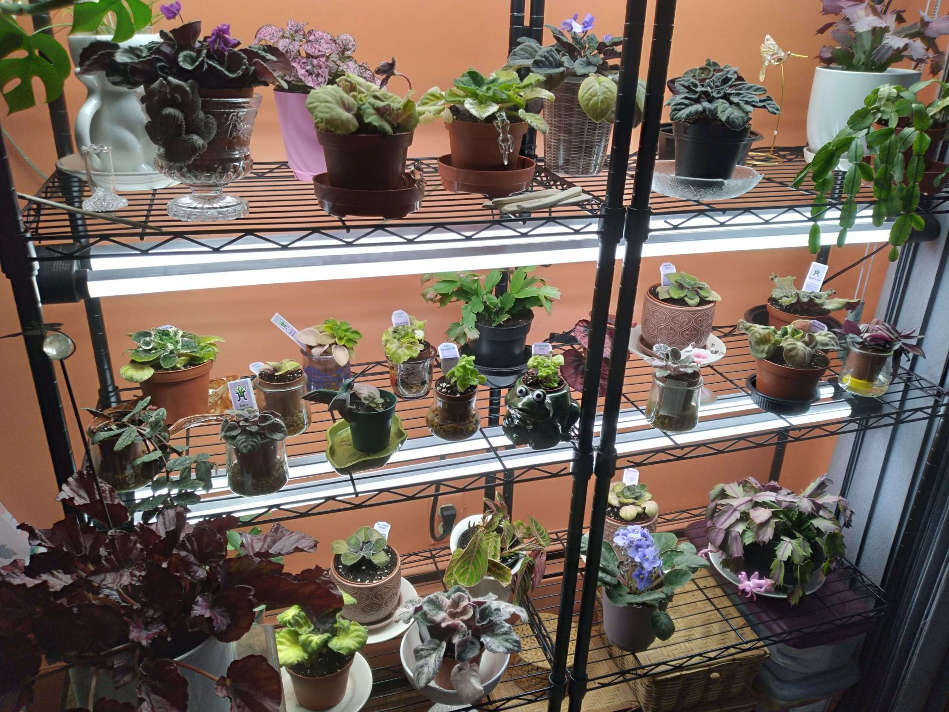 potted plants on a plant stand