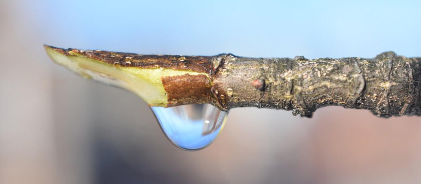 droplet of sap dripping off a sliced branch