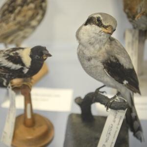 a mounted shrike and bobolink