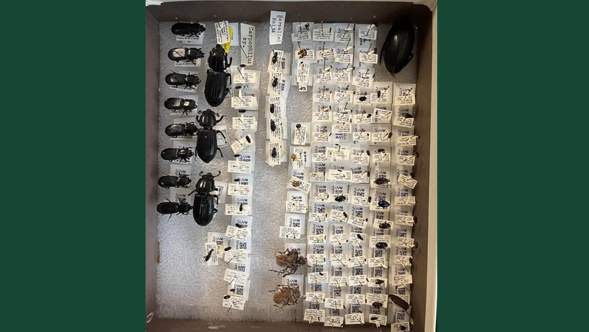 Many Haitian Beetles of varying sizes organized in a box, being held in place with pins and styrofoam. 