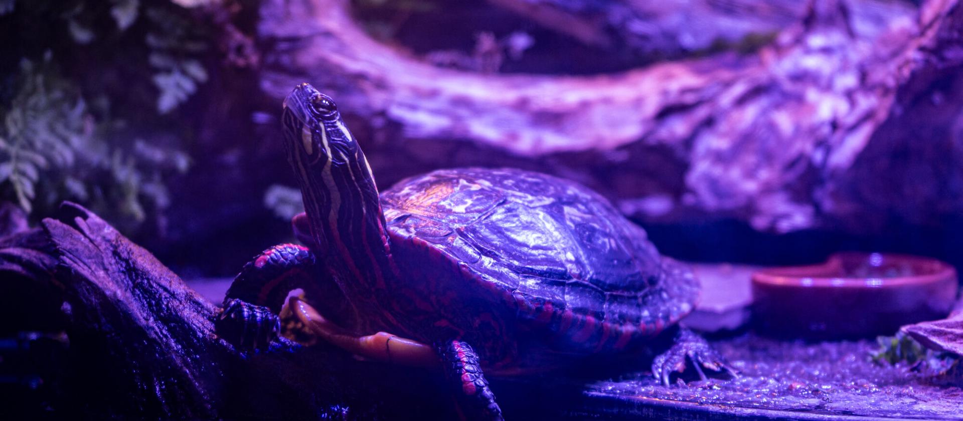 Richard basks in her tank 