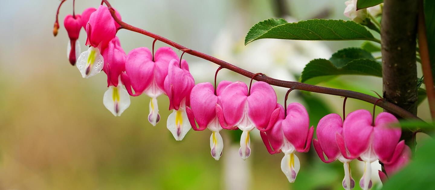 a row of bleeding heart flowers on a branch
