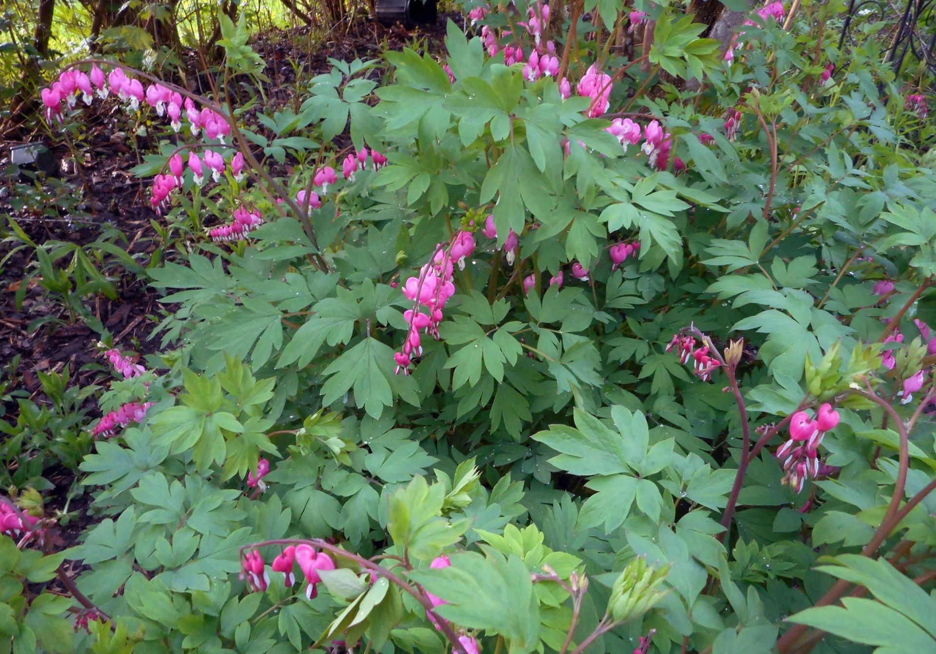 bleeding heart flowers in bloom