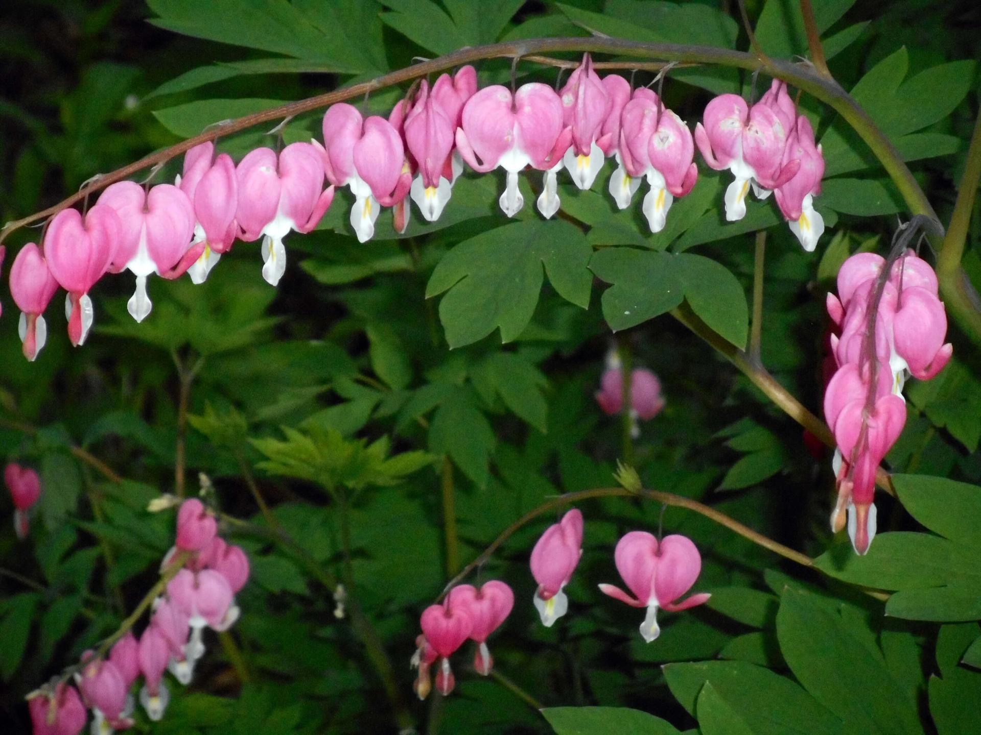 bleeding heart flowers in bloom